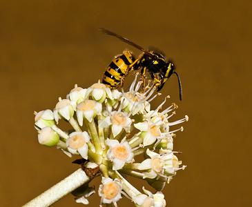 沙泥蜂属一朵白花上黄蜂 拍摄在11之二的对面背景
