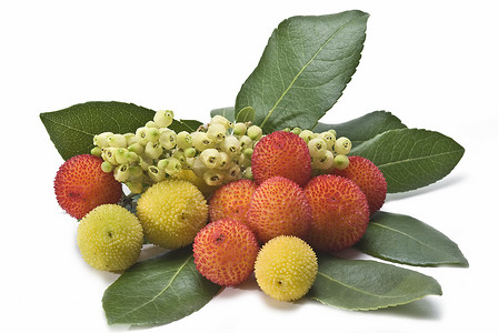 阿布图斯水果红色花朵杨梅森林收藏种子黄色浆果荒野珠子背景图片