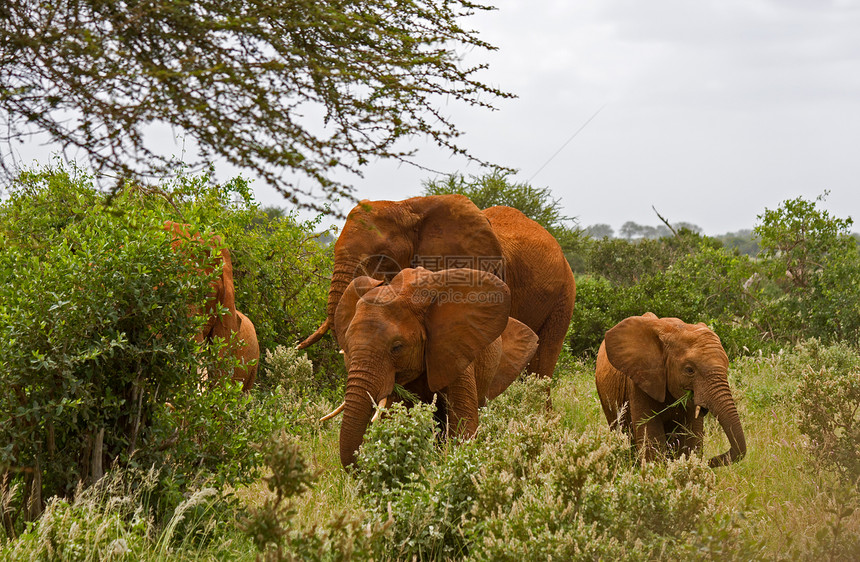 非洲后裔组织野生动物獠牙哺乳动物旅行大草原国家风景荒野象牙公园图片