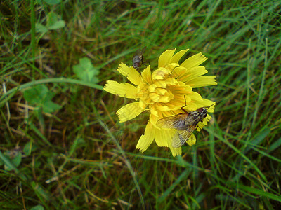 花层蜜蜂水生动物黄蜂黑眼睛动物森林狗饼干土壤雏菊花朵背景图片