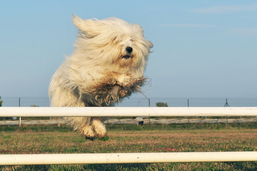 跳跳狗贵宾竞赛训练白色运动宠物棉花跳跃犬类动物图片