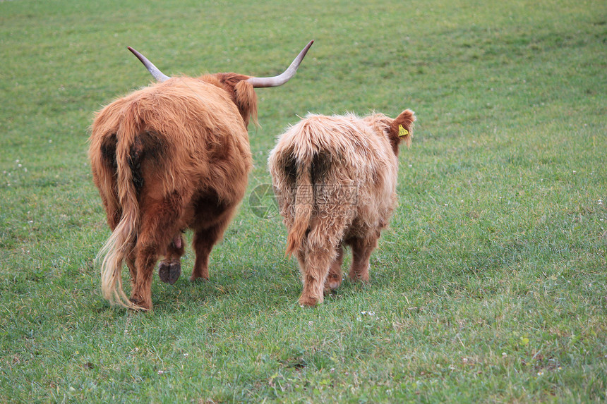 奶牛头发哺乳动物荒野喇叭动物农场小牛场地高地日落图片
