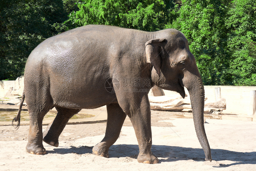 大象在动物园中树干身体公园灰色厚皮鼻子栅栏树木棕色绿色图片