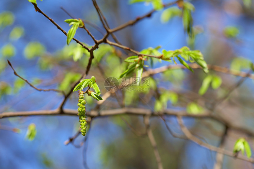 蓝天空背景的树叶芽 聚焦于球芽叶子季节植物枝条生活活力树木阳光蓝色天空图片