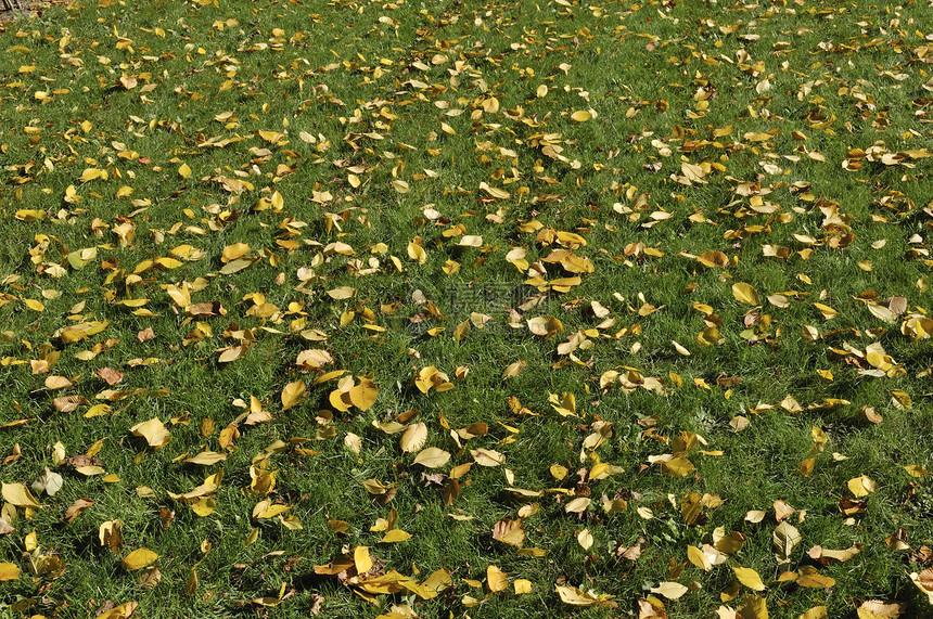绿草上的干叶植物叶子土地牧场植物学树叶地面院子宏观褪色图片