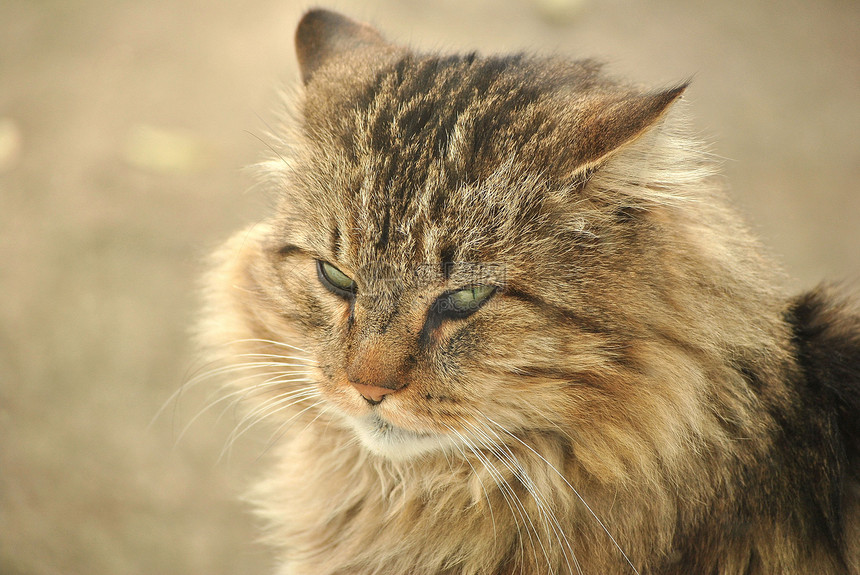 灰猫哺乳动物动物猫科灰色宠物眼睛图片