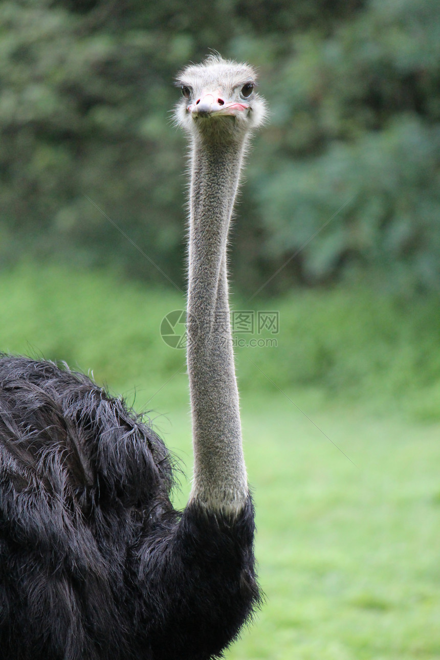 灰食人种野生动物鸵鸟羽毛眼睛脖子异国荒野情调植被灰色图片