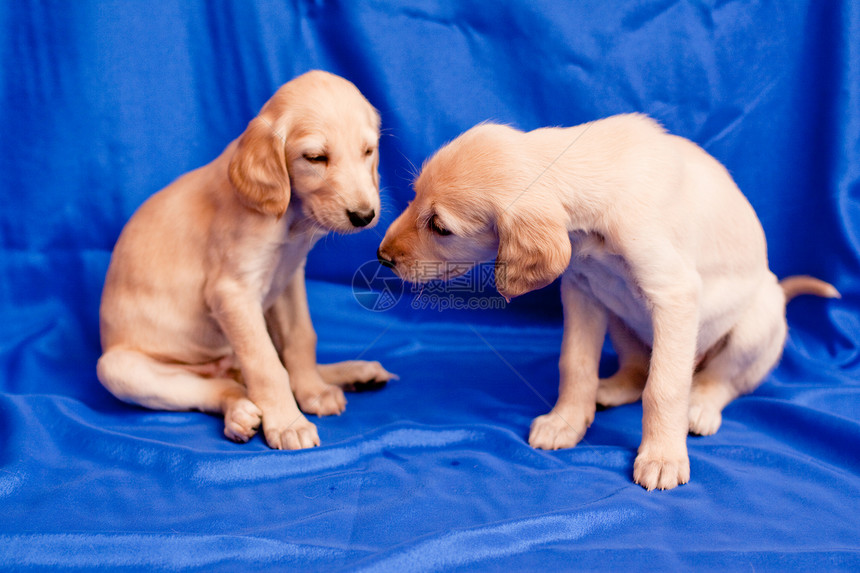 两只盐水小狗动物宠物水平白色猎犬毛皮蓝色食肉头发纺织品图片