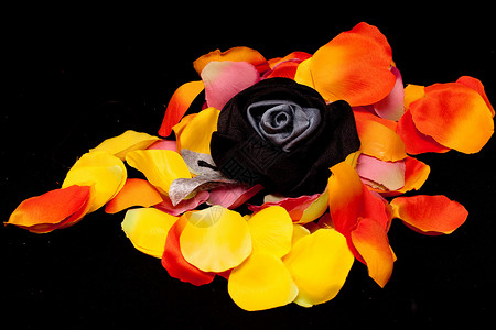 玫瑰纺织花瓣上的黑花朵背景图片