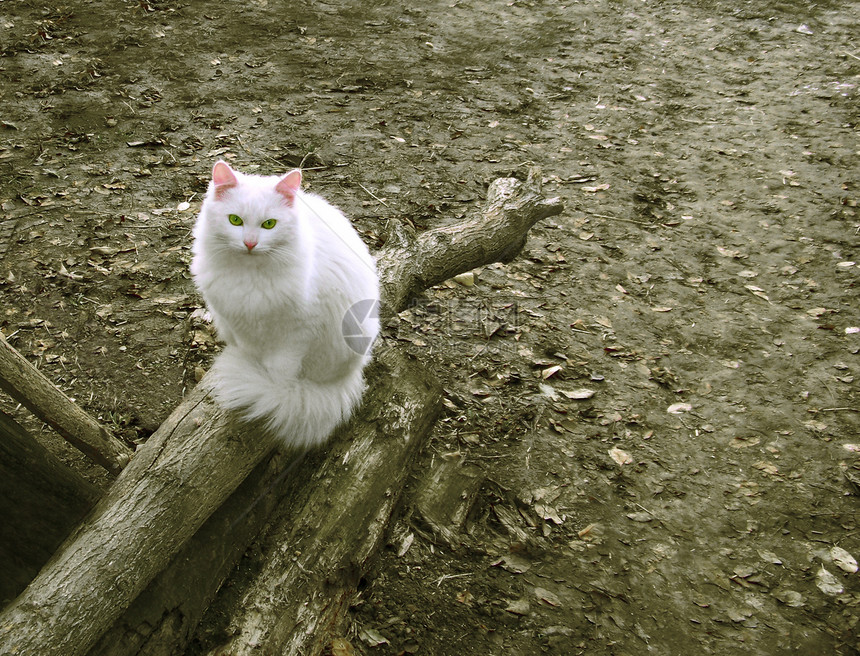 白猫座图片