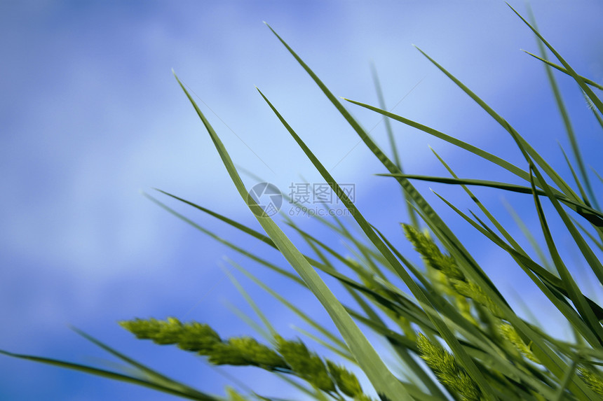 绿草植物团体太阳蓝色生长自由天气刀刃天空阳光图片