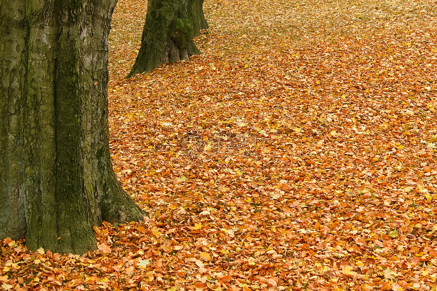 秋天在公园的地上落落叶子图片
