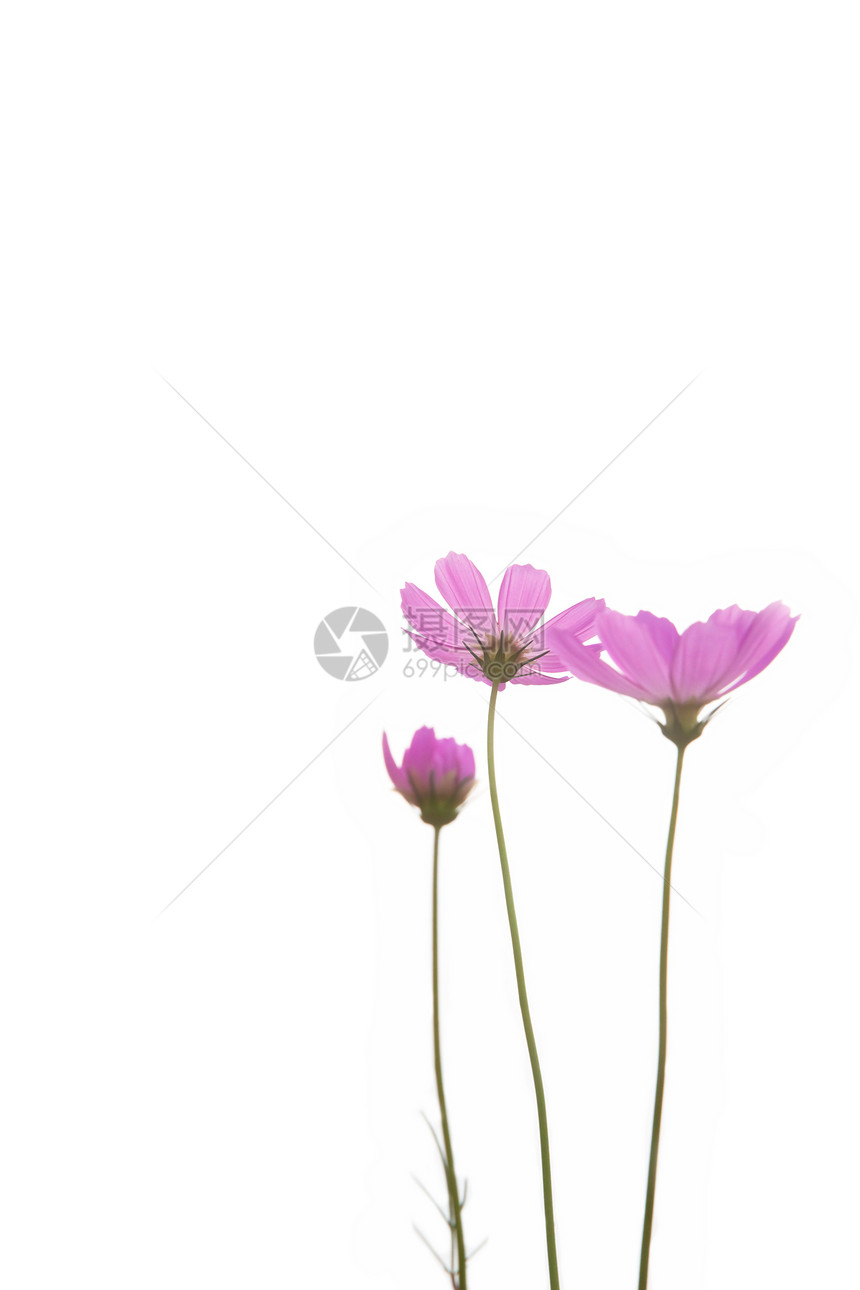 鲜紫菊花图片