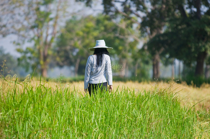 亚洲农民在稻田中行走图片