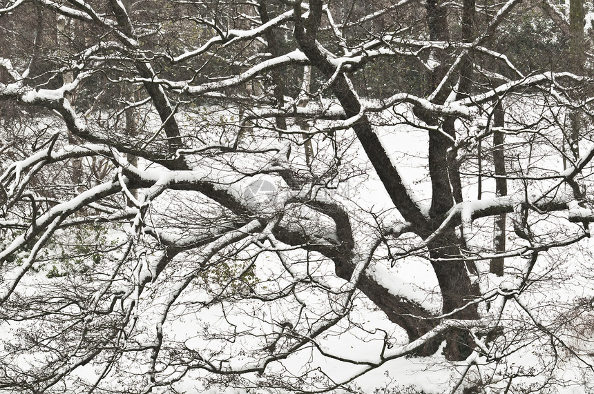 冬天的树 树枝上积雪图片