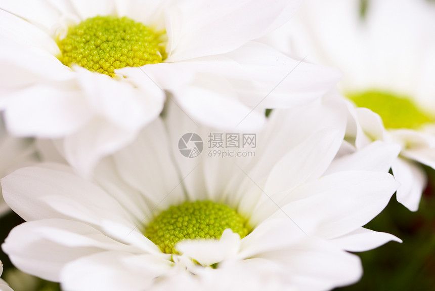 菊花白色绿色宏观花束水平摄影草本植物花瓣植物季节图片