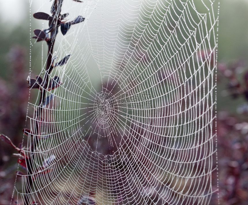 薄雾清晨的 Cobweb阳光蛛网日出露水露珠宏观编织水滴雨滴珠子图片