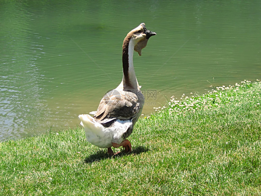 Goose 近岸水图片