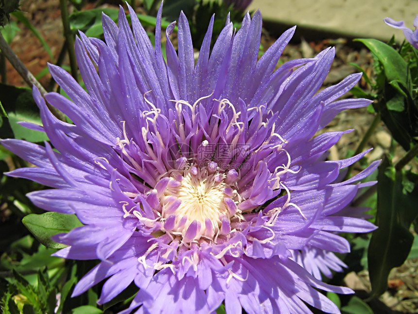 淡紫花季节性植物学花瓣国家农村紫色绿色园艺植物群野花图片