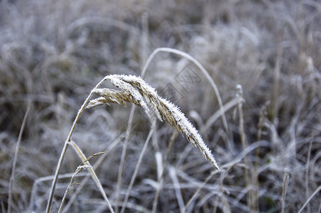 黑白雪植物群植物粮食摄影谷物焦点农业背景图片