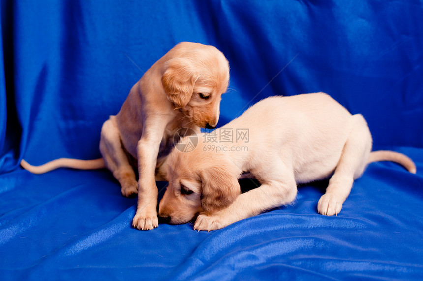 两只盐水小狗毛皮白色蓝色纺织品食肉猎犬水平宠物动物头发图片