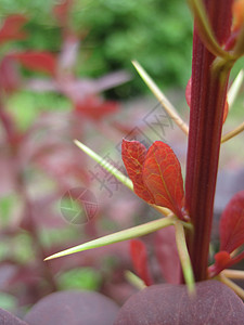 横莓红色小檗叶子背景图片