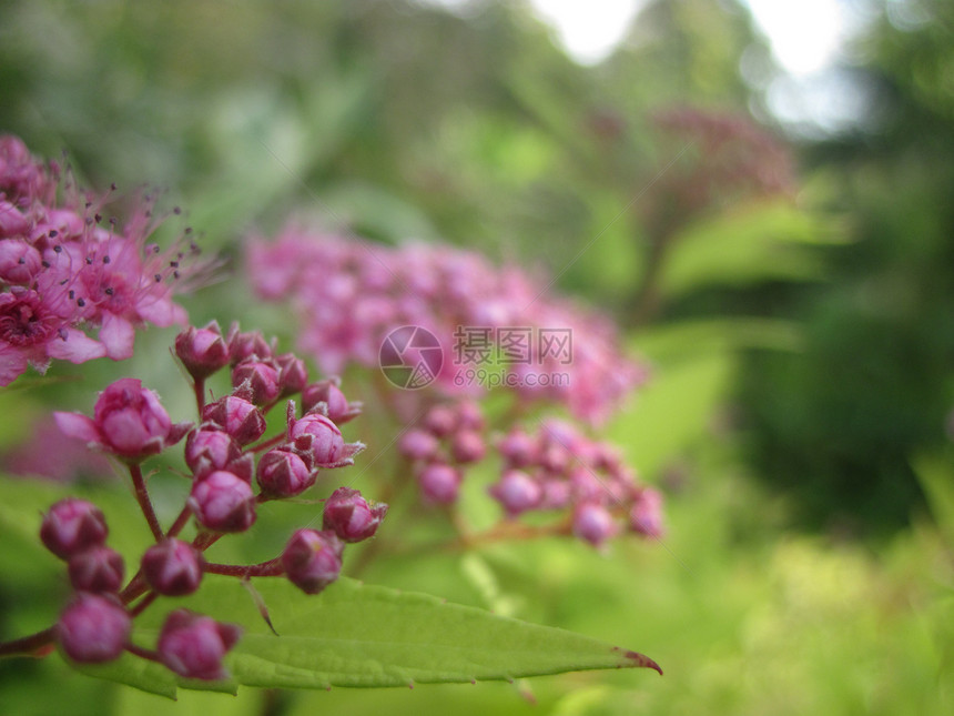 阿基利亚千叶花朵树叶蓍草图片