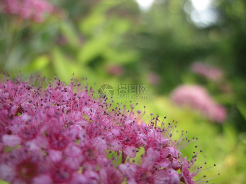 亚甲二烯花朵千叶蓍草图片