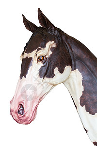 马雕像头背景图片