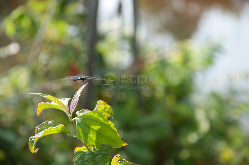 植物和园圃花园绿色美丽地球图片