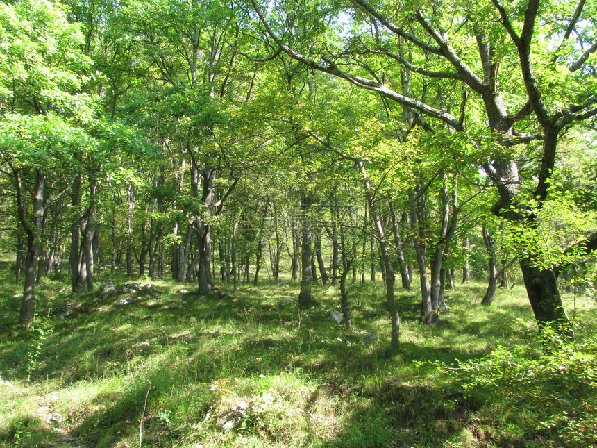木头背景风景树木植物群植被植物叶子图片