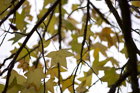 树叶背景黄色落叶黄叶白色背景图片