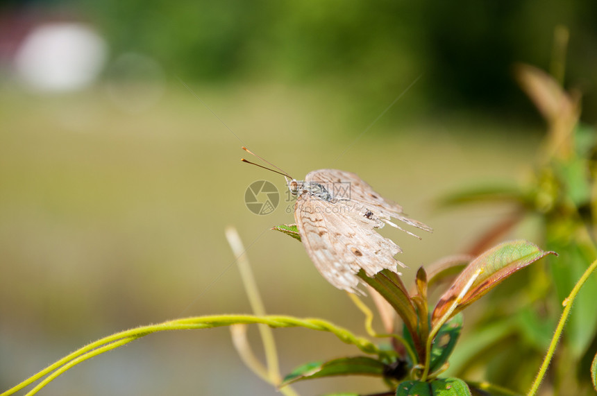 植物和园圃花园地球美丽绿色图片