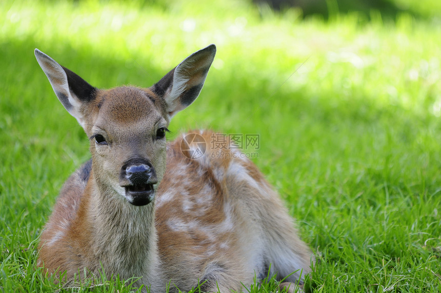 年轻的小母鹿哺乳动物手表公园场地毛皮森林注意力耳朵荒野绿色图片