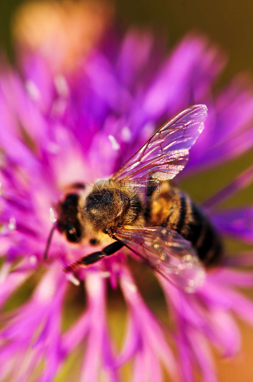 甜蜜蜂在玉米草上收成生物收获杂草花瓣蜜蜂胸部昆虫养蜂业野花图片