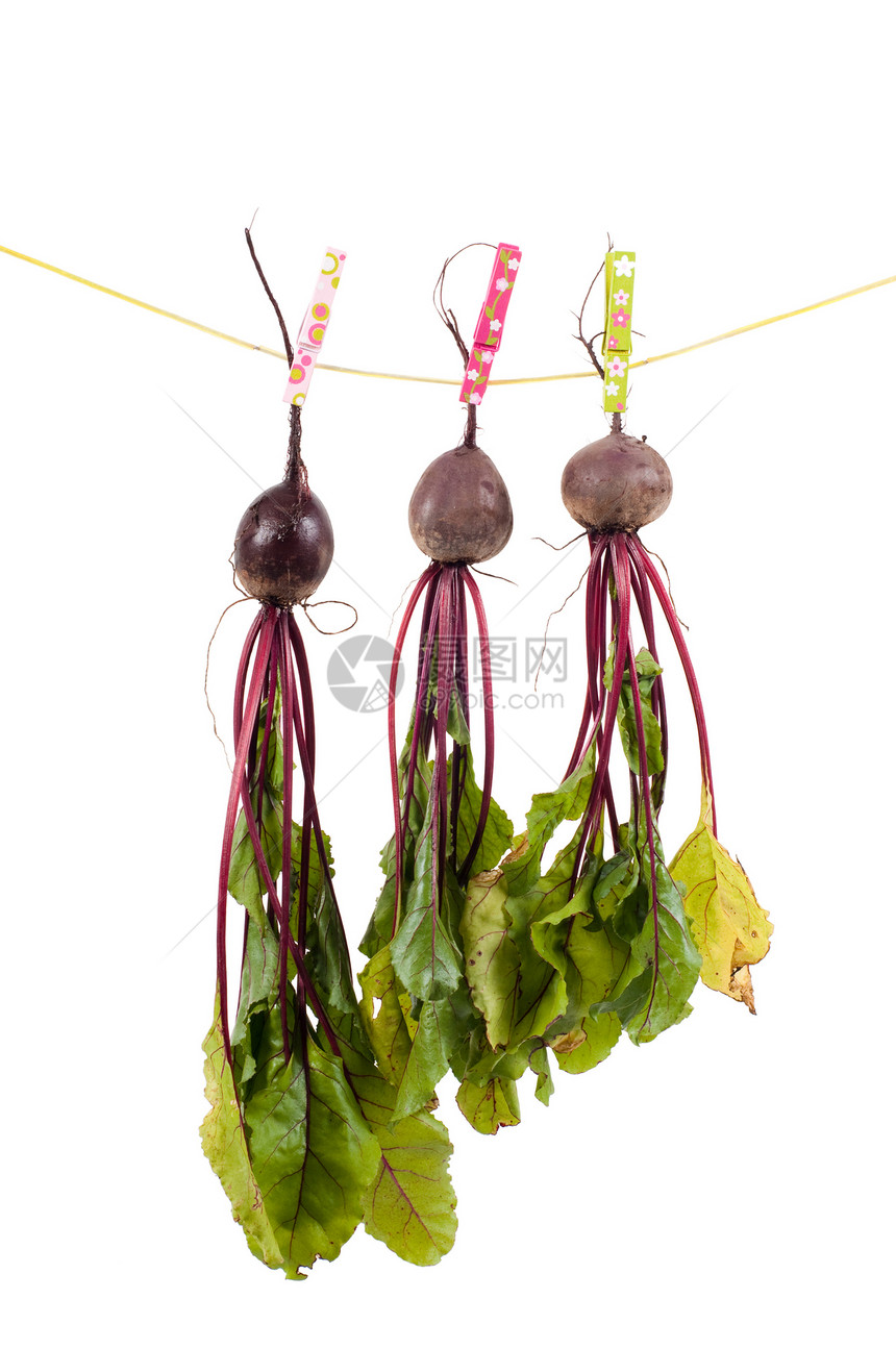 挂着甜菜树叶红色健康营养蔬菜叶子别针收成花园紫色图片