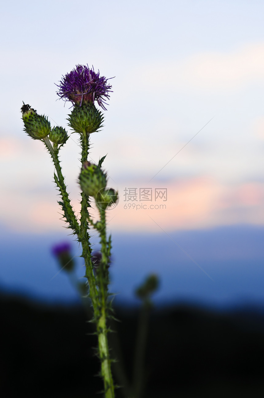 日落时花朵叶子植物环境荒野天空杂草蓝色预感绿色植物场地图片