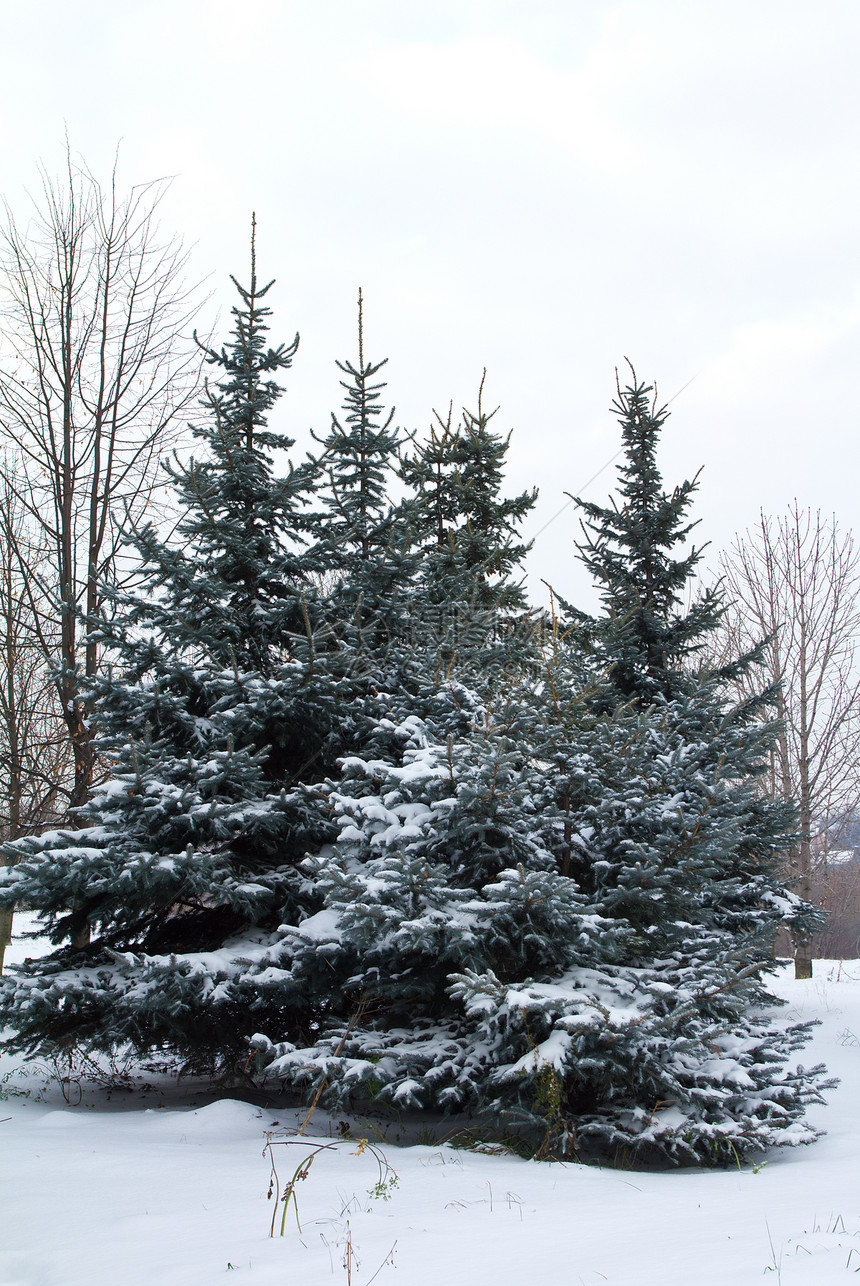 冬天的fir树季节气候城市寂寞针叶风景白色森林暴风雪枞树图片