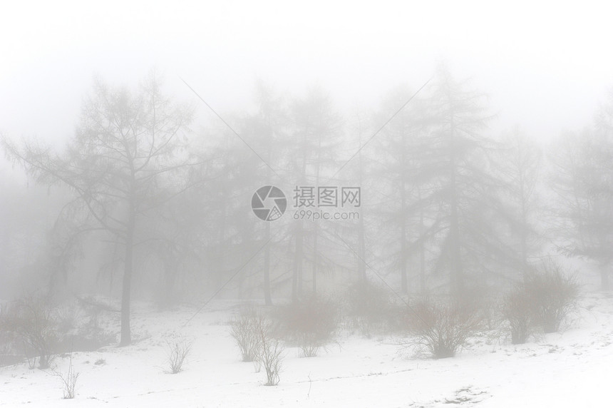 冬季雪雪公园植物城市场景树木胡同车道季节正方形摄影森林图片