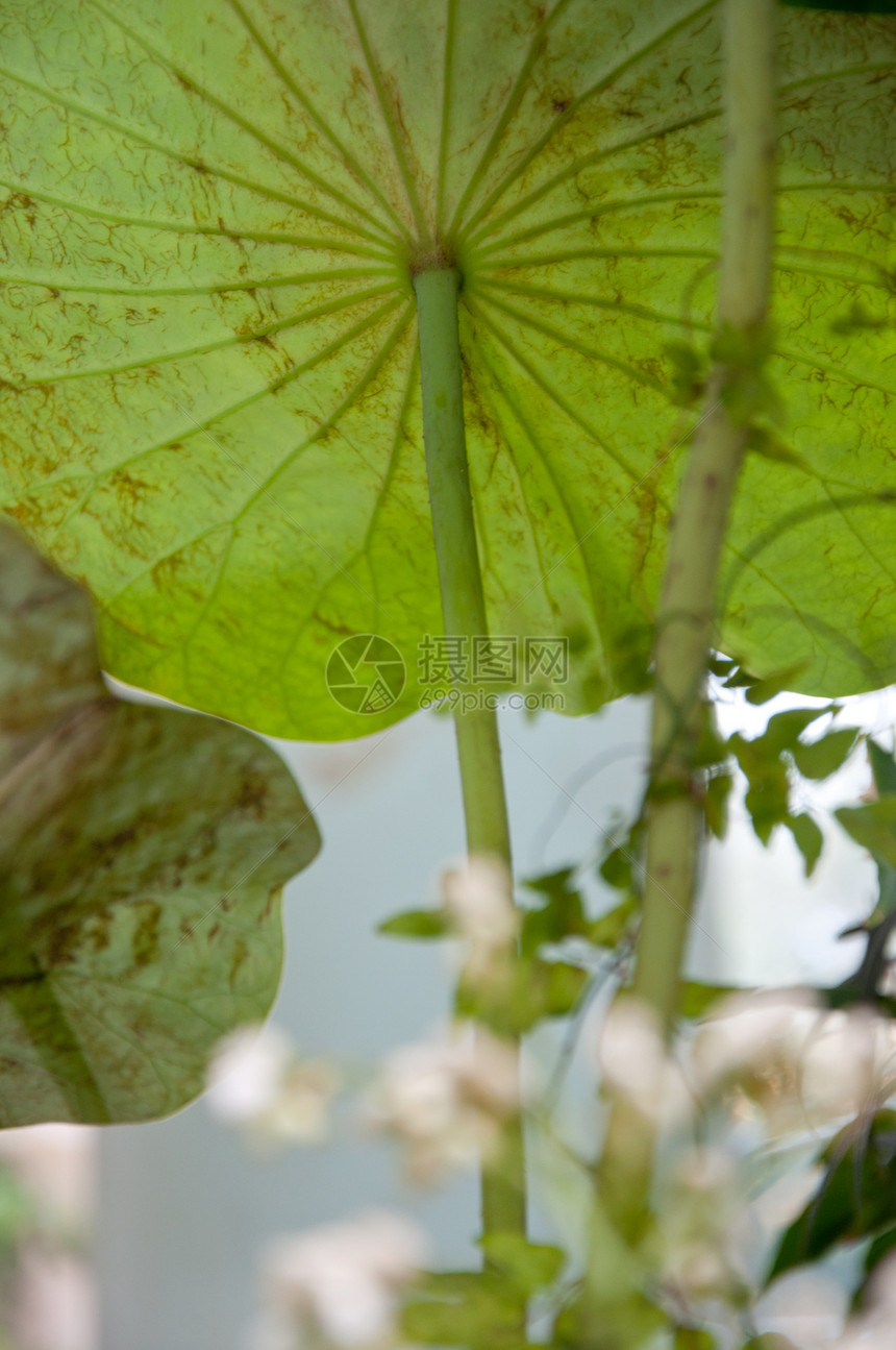 植物和园圃地球绿色花园美丽图片