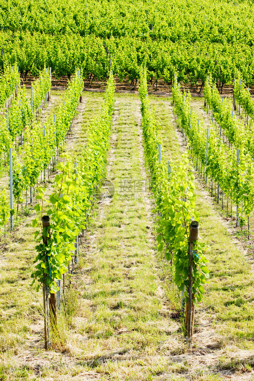 法国阿尔萨斯葡萄园酒业葡萄植物外观农业葡萄园生产生长藤蔓作物图片