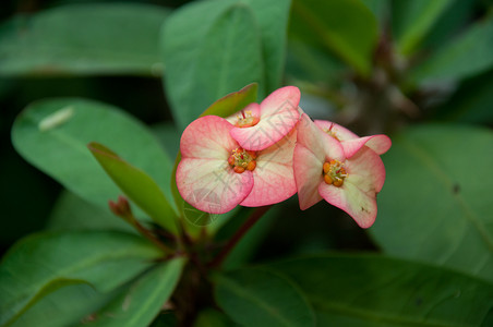 粉红花花植物群生活美丽植物背景图片