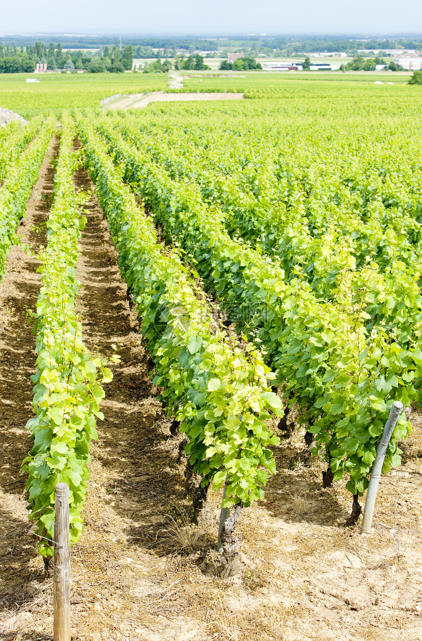 法国勃根迪州纽伊茨堡Fixin附近的大克鲁葡萄园栽培葡萄生长农业农村葡萄园作物酒业旅行植物群图片