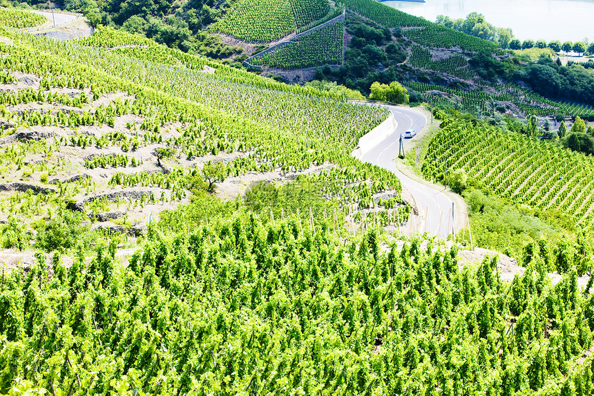 法国罗昂阿尔卑斯 科特罗蒂酒业葡萄种植农村葡萄园外观植物藤蔓风景生长图片