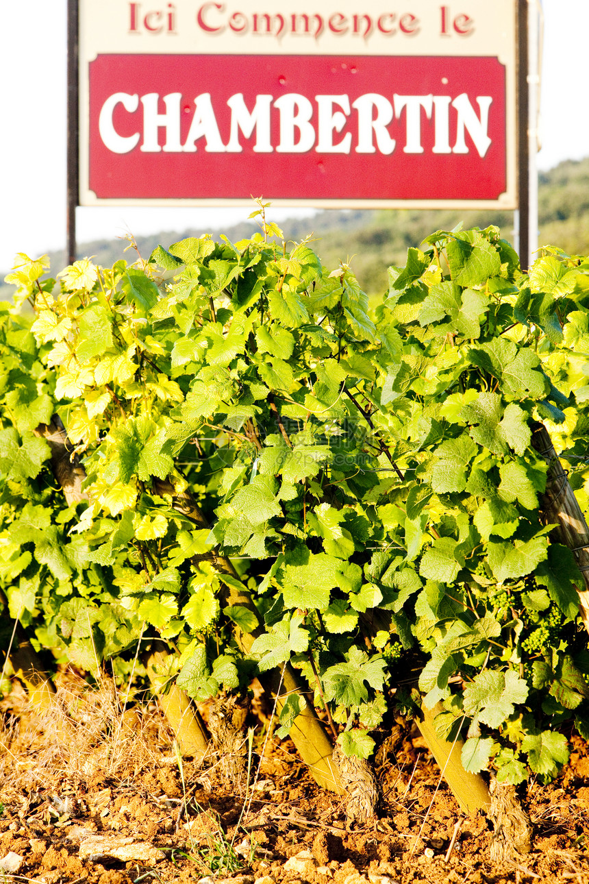 法国伯根迪葡萄园植物生长农业种植栽培农村国家外观葡萄园种植者图片