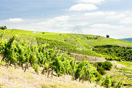 特级黑珍珠葡萄法国罗昂阿尔卑斯 科特罗蒂种植者植物生产国家酒业农村生长旅行葡萄园藤蔓背景