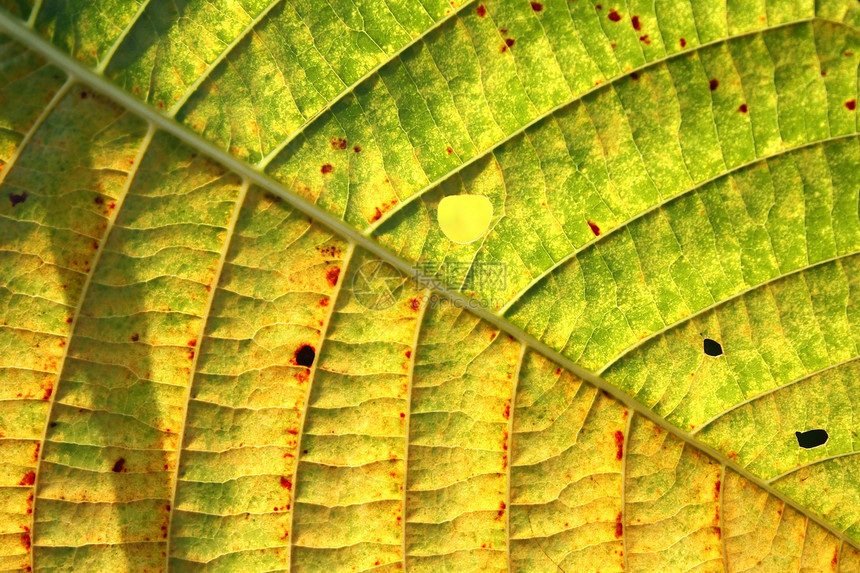 A 叶页背景动脉宏观黄色植物植物学绿色自然静脉图片
