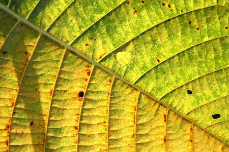 A 叶页背景动脉宏观黄色植物植物学绿色自然静脉背景图片