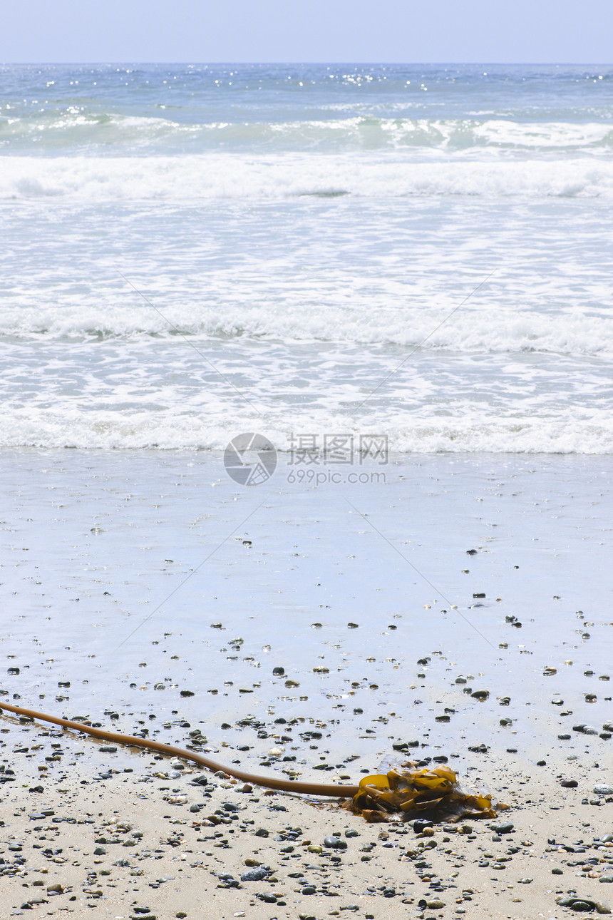 在加拿大的太平洋海岸的海滩细节海藻海浪泡沫海岸鹅卵石冲浪阳光风景晴天支撑图片