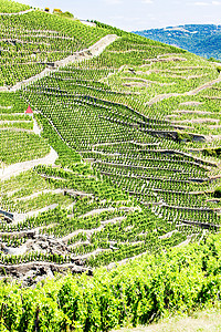 特级黑珍珠葡萄法国罗昂阿尔卑斯 科特罗蒂藤蔓旅行外观酒业栽培农业生长农村生产种植背景